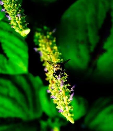 insect eggs identification guide usa