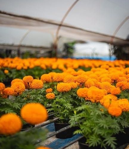 the secret of the golden flower pdf